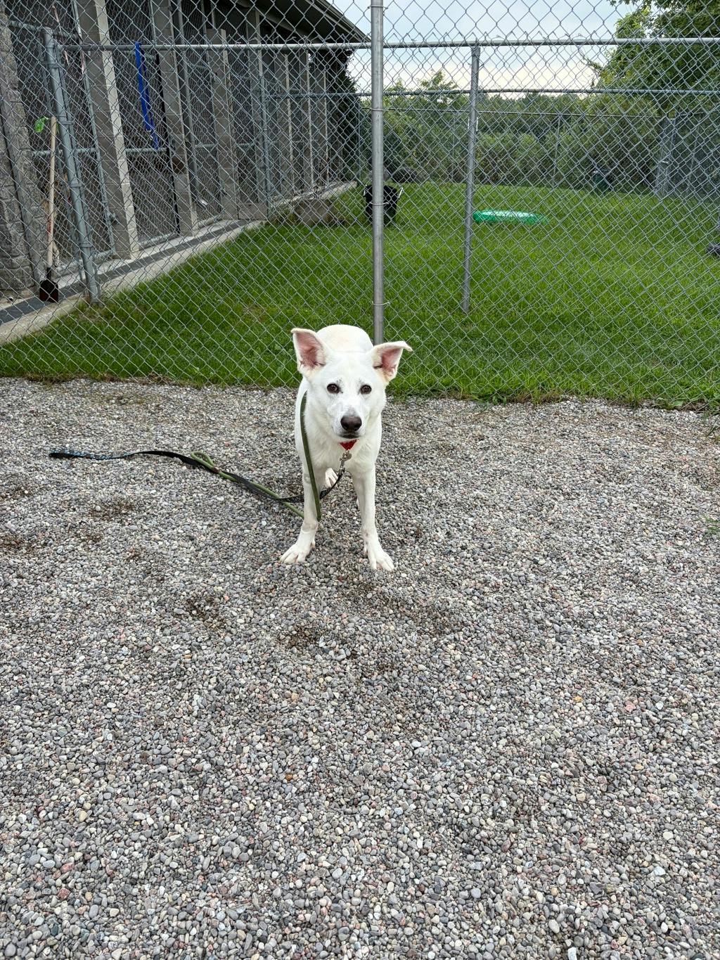 Apollo, a 4 years and 1 month old White Male White Swiss Shepherd (Berger Blanc Suisse) Dog