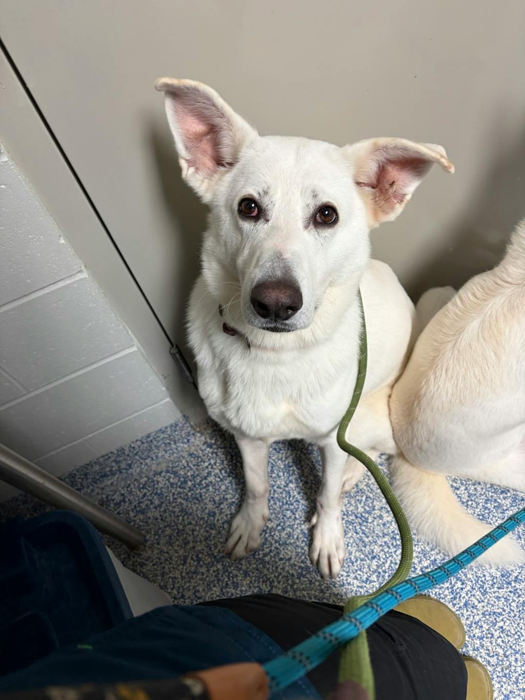Apollo, a 4 years and 1 month old White Male White Swiss Shepherd (Berger Blanc Suisse) Dog