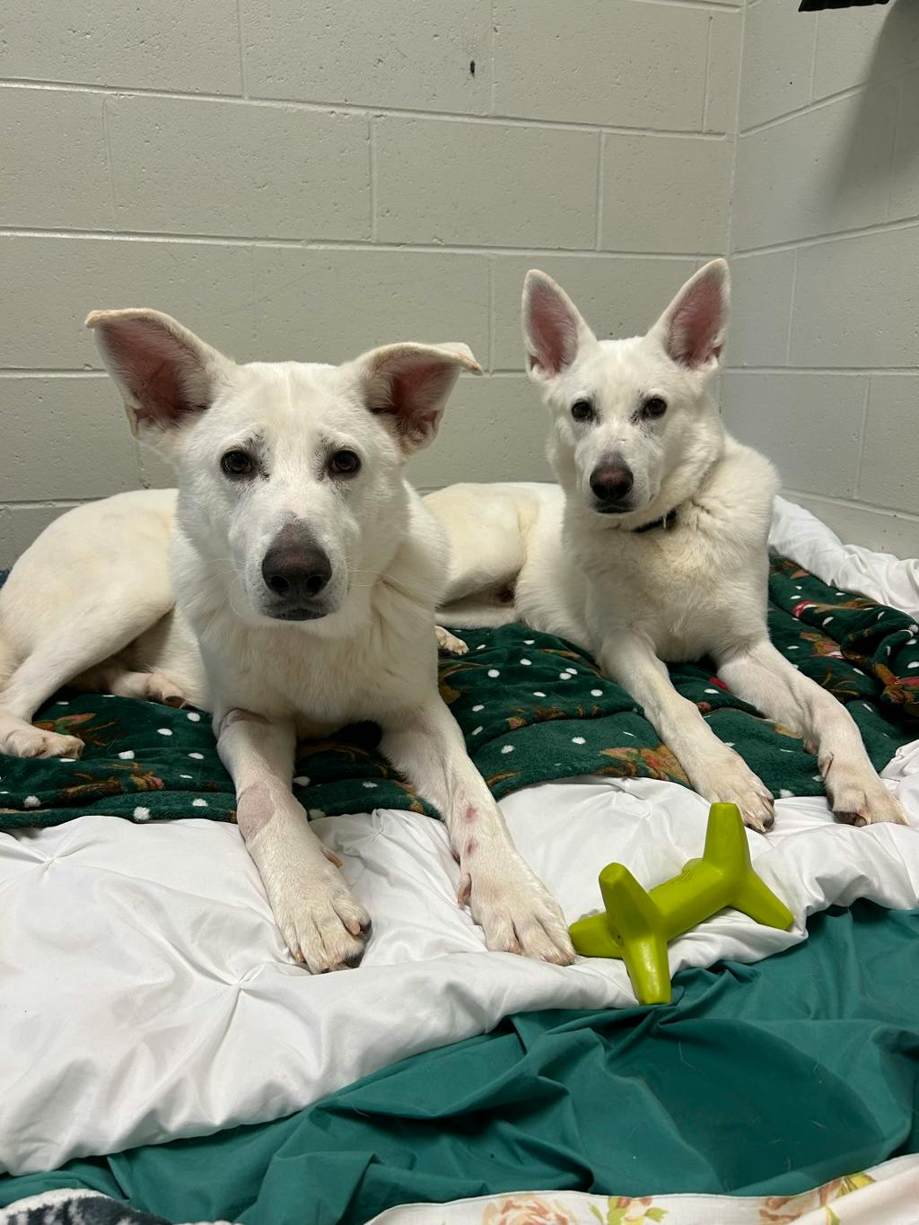 Apollo, a 4 years and 1 month old White Male White Swiss Shepherd (Berger Blanc Suisse) Dog