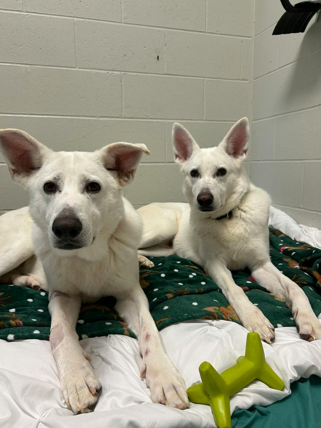 Apollo, a 4 years and 1 month old White Male White Swiss Shepherd (Berger Blanc Suisse) Dog