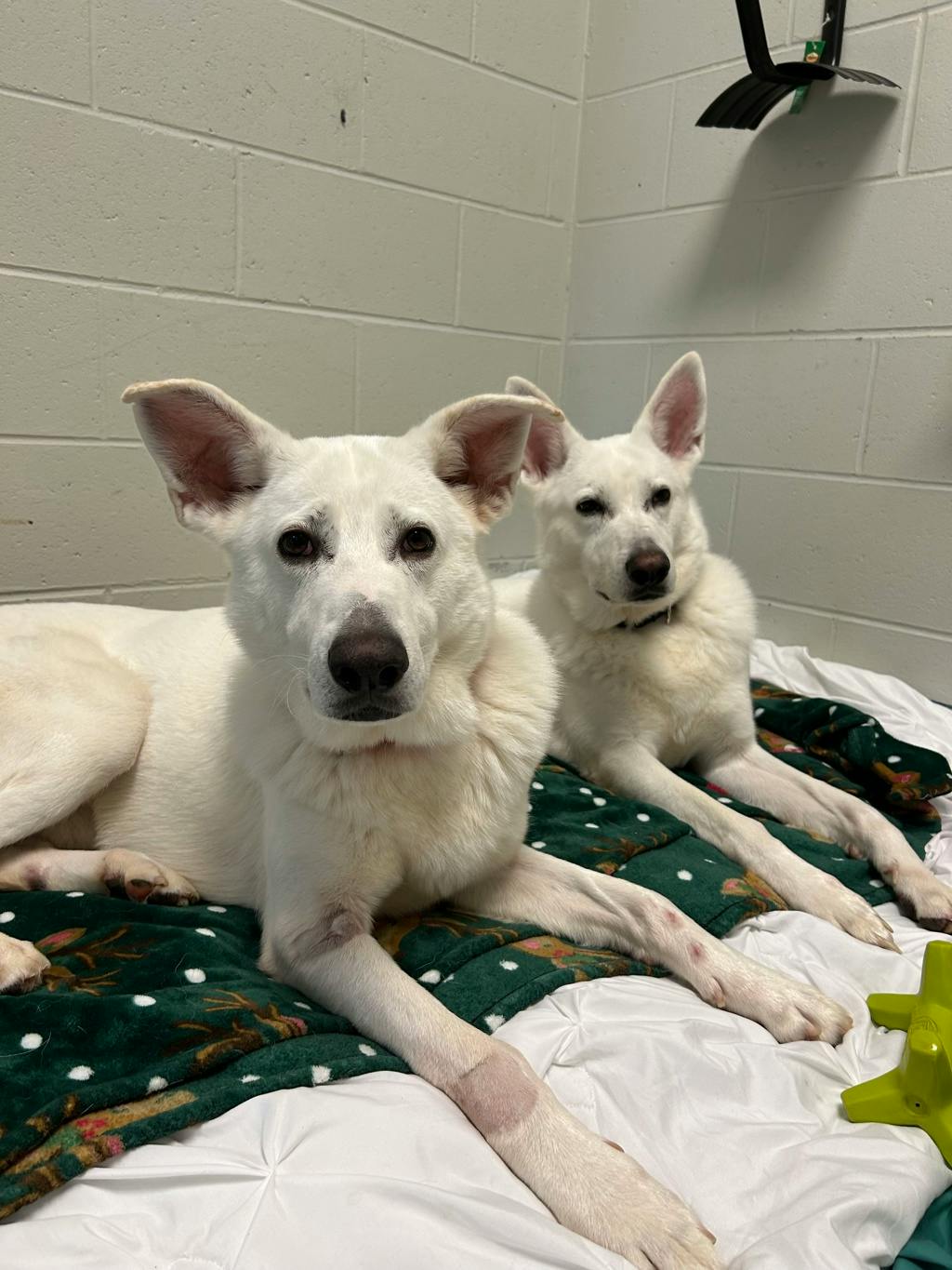 Apollo, a 4 years and 1 month old White Male White Swiss Shepherd (Berger Blanc Suisse) Dog