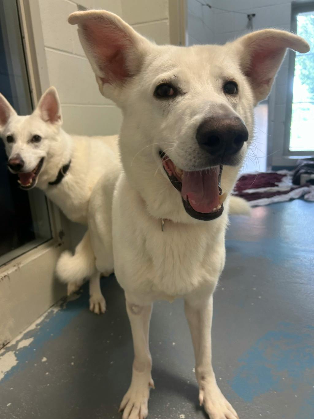 Apollo, a 4 years and 1 month old White Male White Swiss Shepherd (Berger Blanc Suisse) Dog
