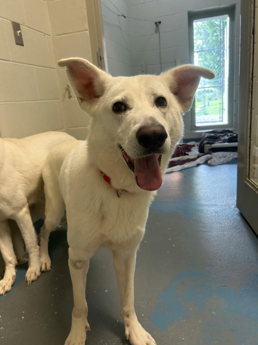 Apollo, a 4 years and 1 month old White Male White Swiss Shepherd (Berger Blanc Suisse) Dog