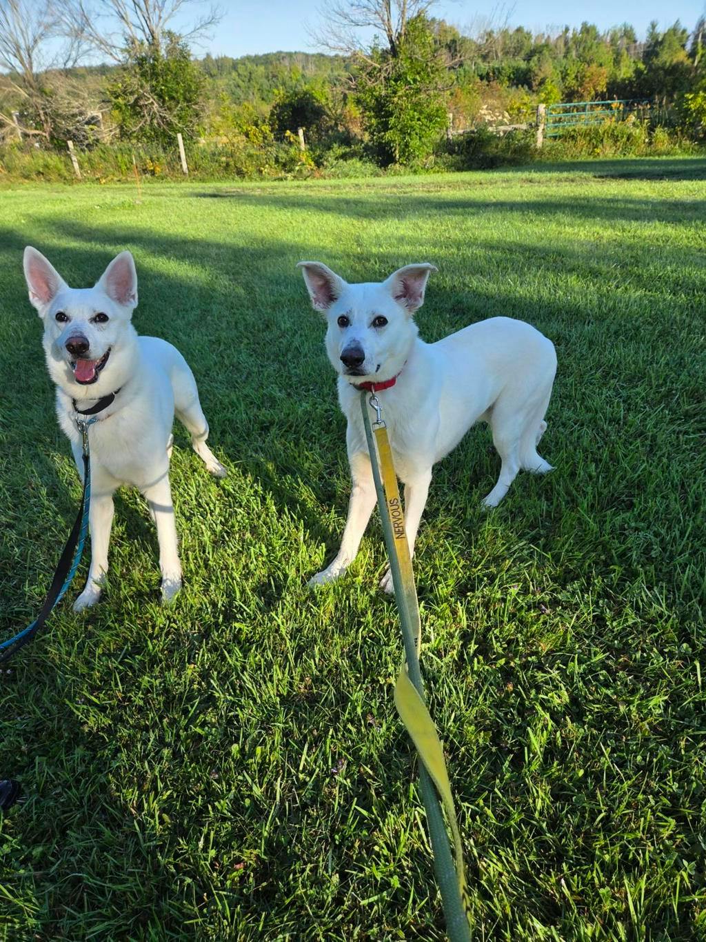 Apollo, a 4 years and 1 month old White Male White Swiss Shepherd (Berger Blanc Suisse) Dog