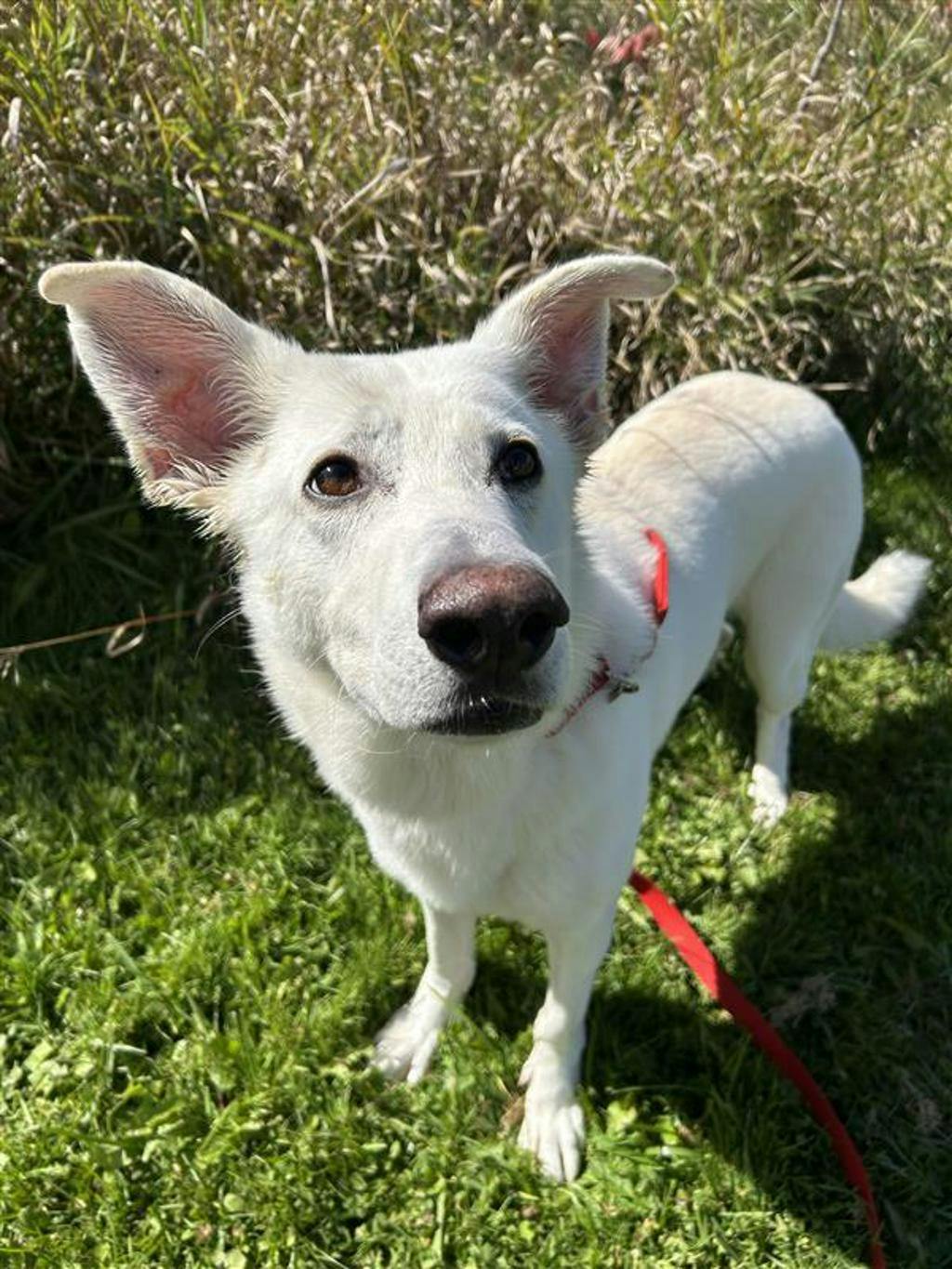 Apollo, a 4 years and 2 months old White Male White Swiss Shepherd (Berger Blanc Suisse) Dog