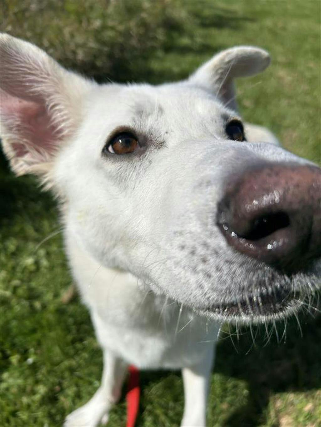 Apollo, a 4 years and 2 months old White Male White Swiss Shepherd (Berger Blanc Suisse) Dog