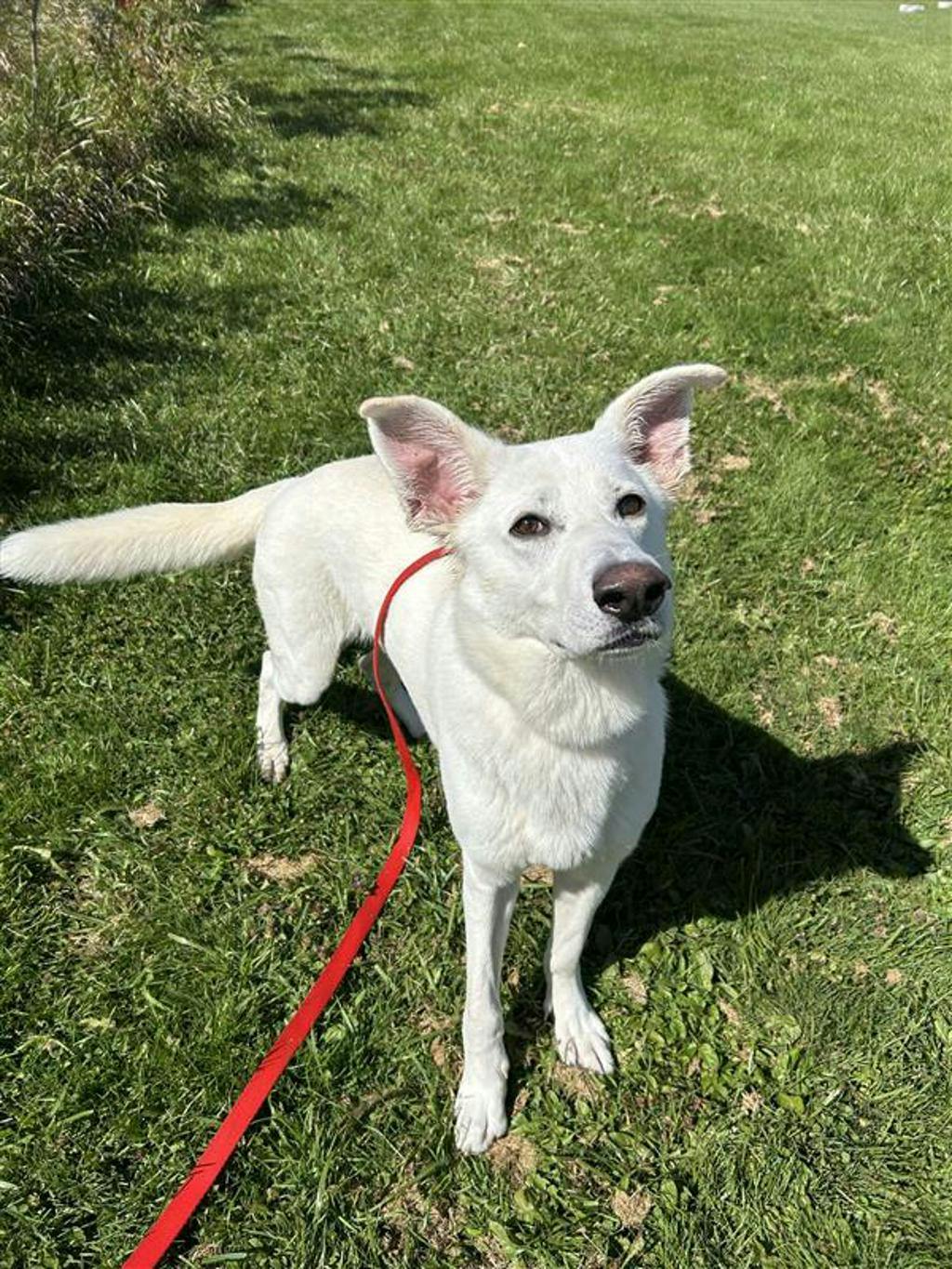 Apollo, a 4 years and 2 months old White Male White Swiss Shepherd (Berger Blanc Suisse) Dog