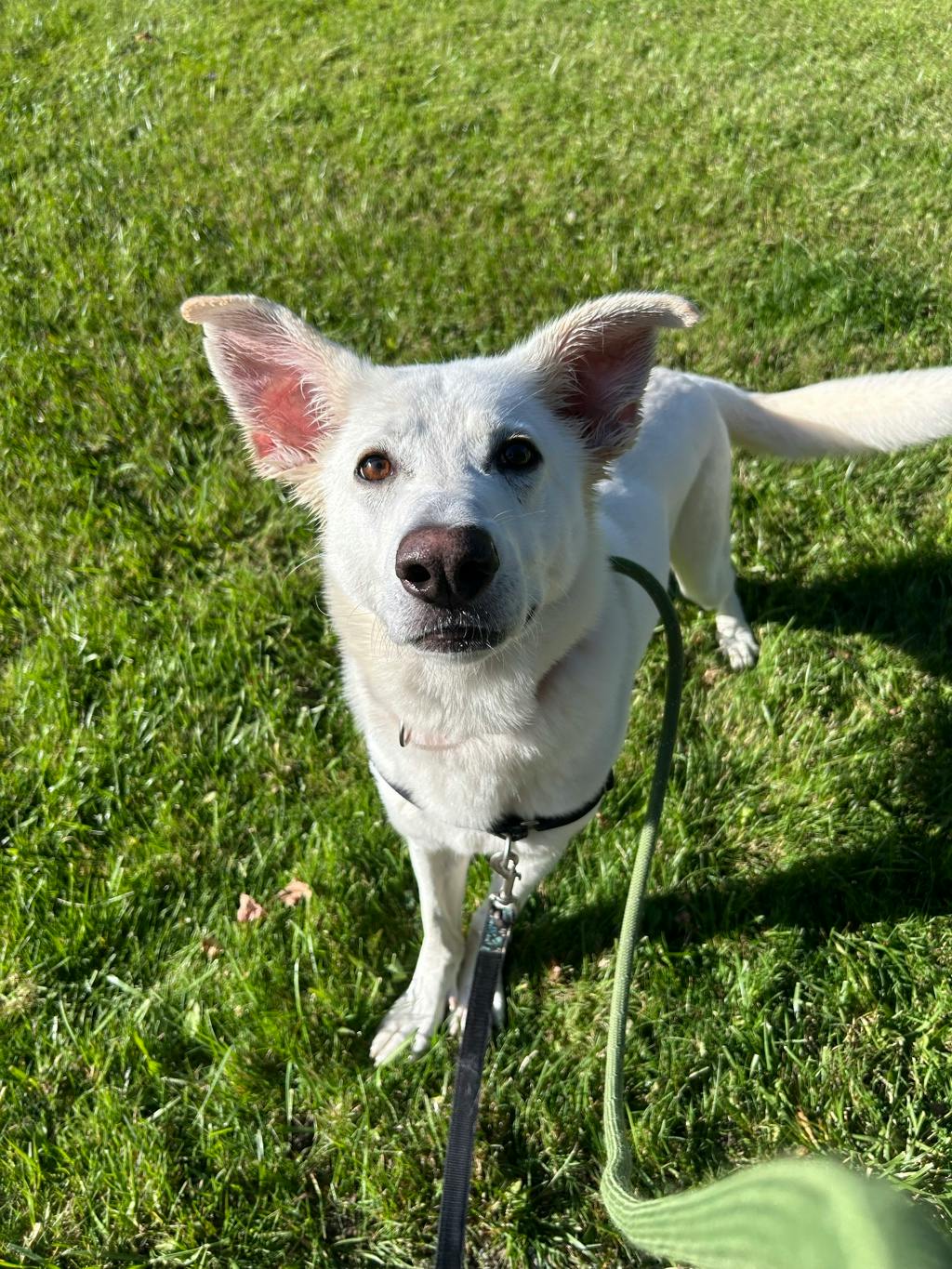 Apollo, a 4 years and 2 months old White Male White Swiss Shepherd (Berger Blanc Suisse) Dog