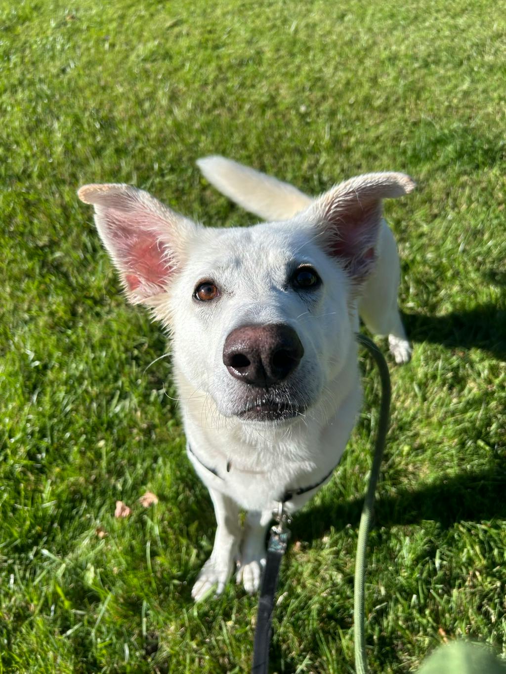 Apollo, a 4 years and 2 months old White Male White Swiss Shepherd (Berger Blanc Suisse) Dog