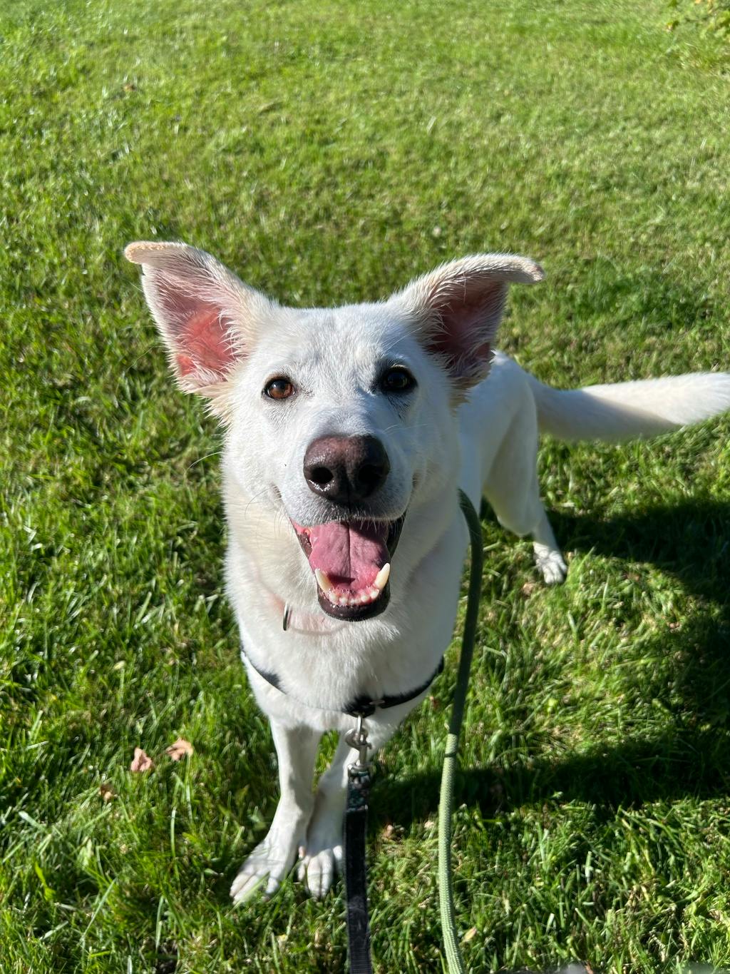 Apollo, a 4 years and 2 months old White Male White Swiss Shepherd (Berger Blanc Suisse) Dog