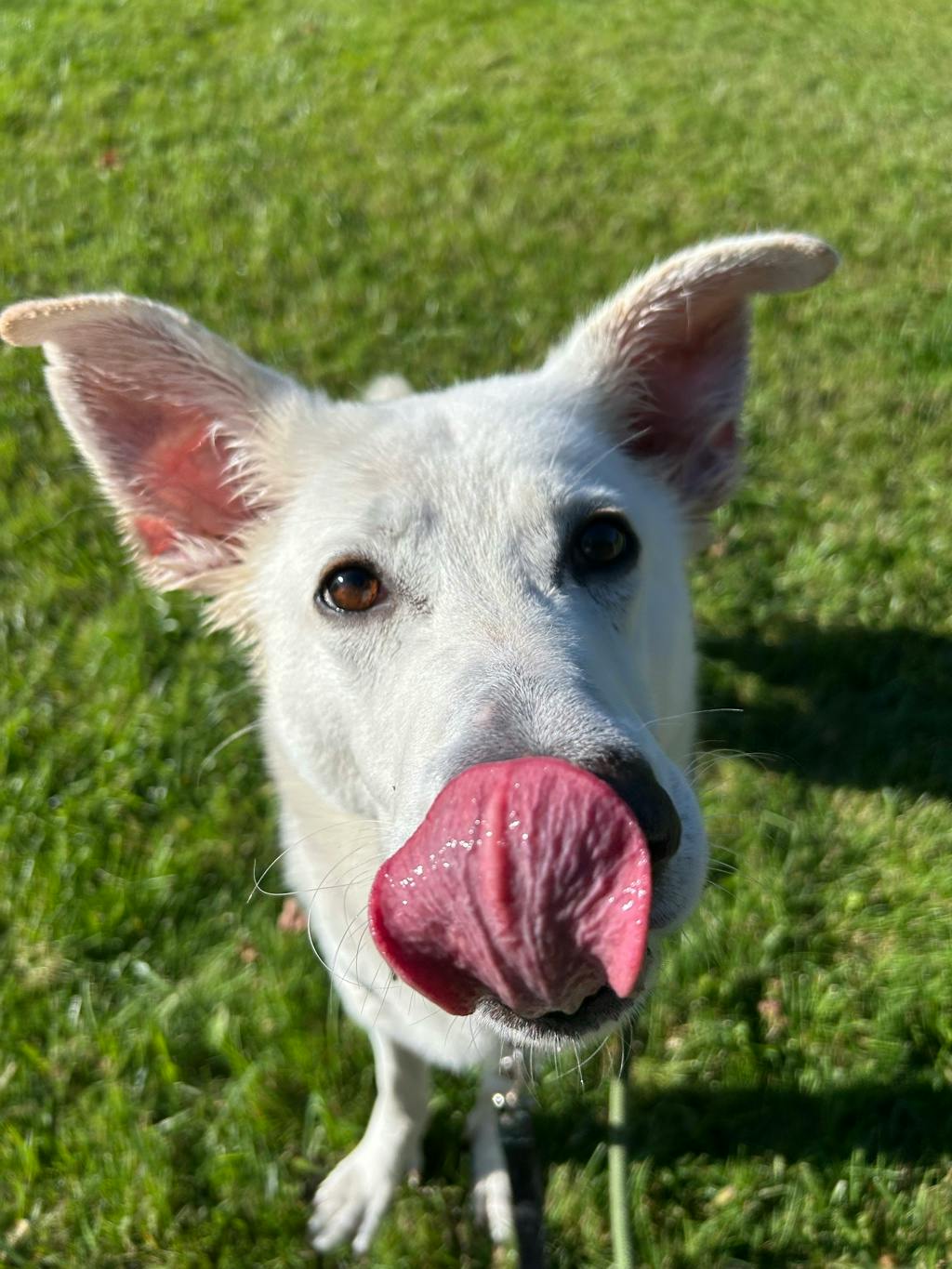 Apollo, a 4 years and 2 months old White Male White Swiss Shepherd (Berger Blanc Suisse) Dog