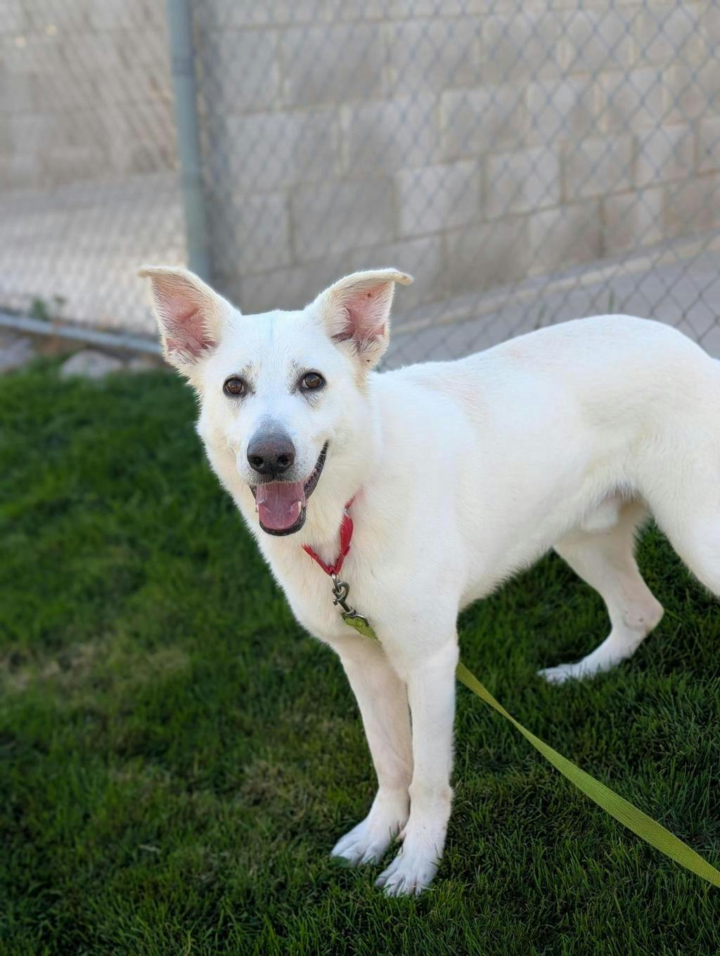Apollo, a 4 years and 2 months old White Male White Swiss Shepherd (Berger Blanc Suisse) Dog