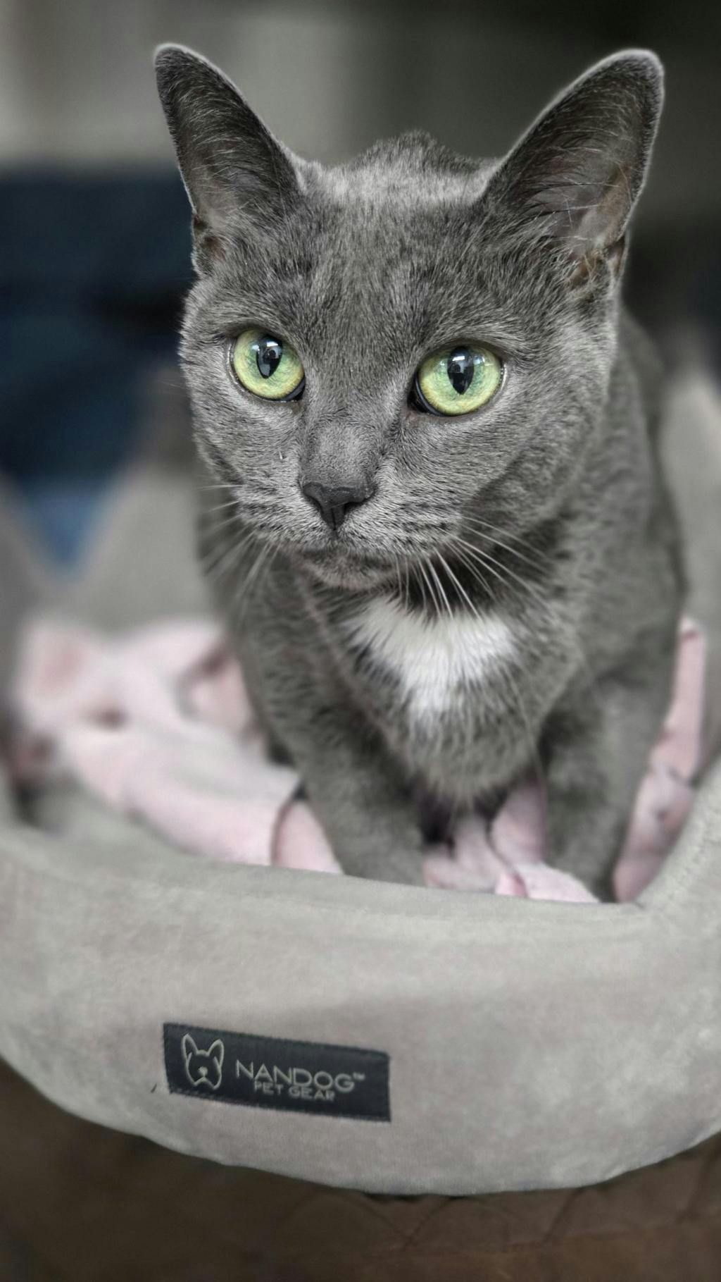 Allie Image