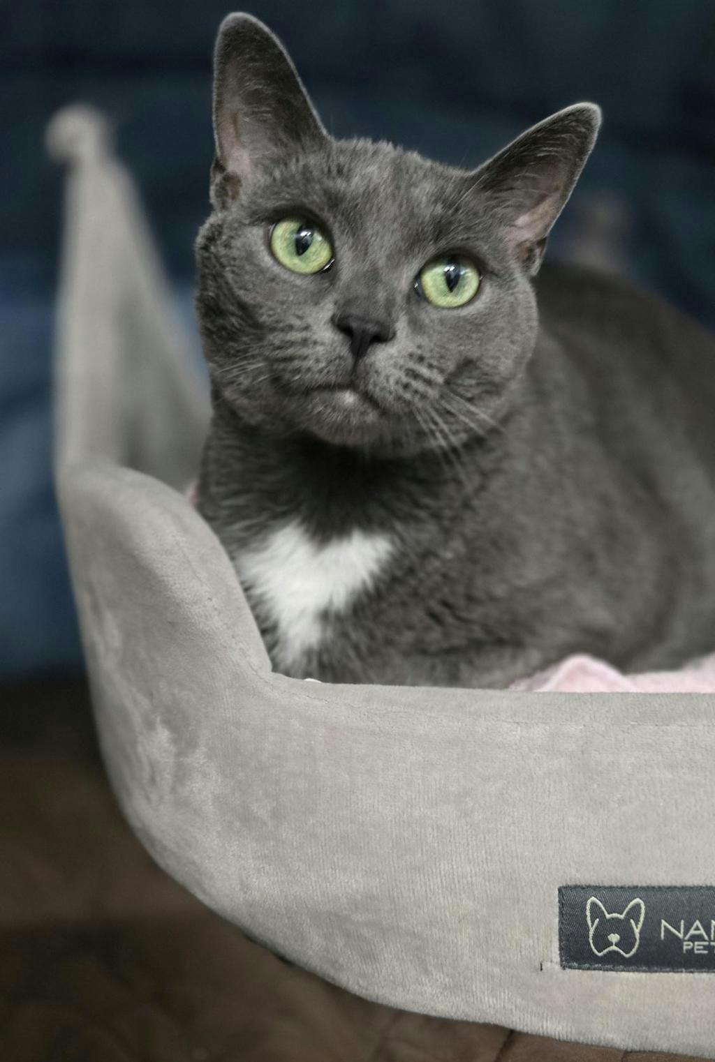 Allie Image