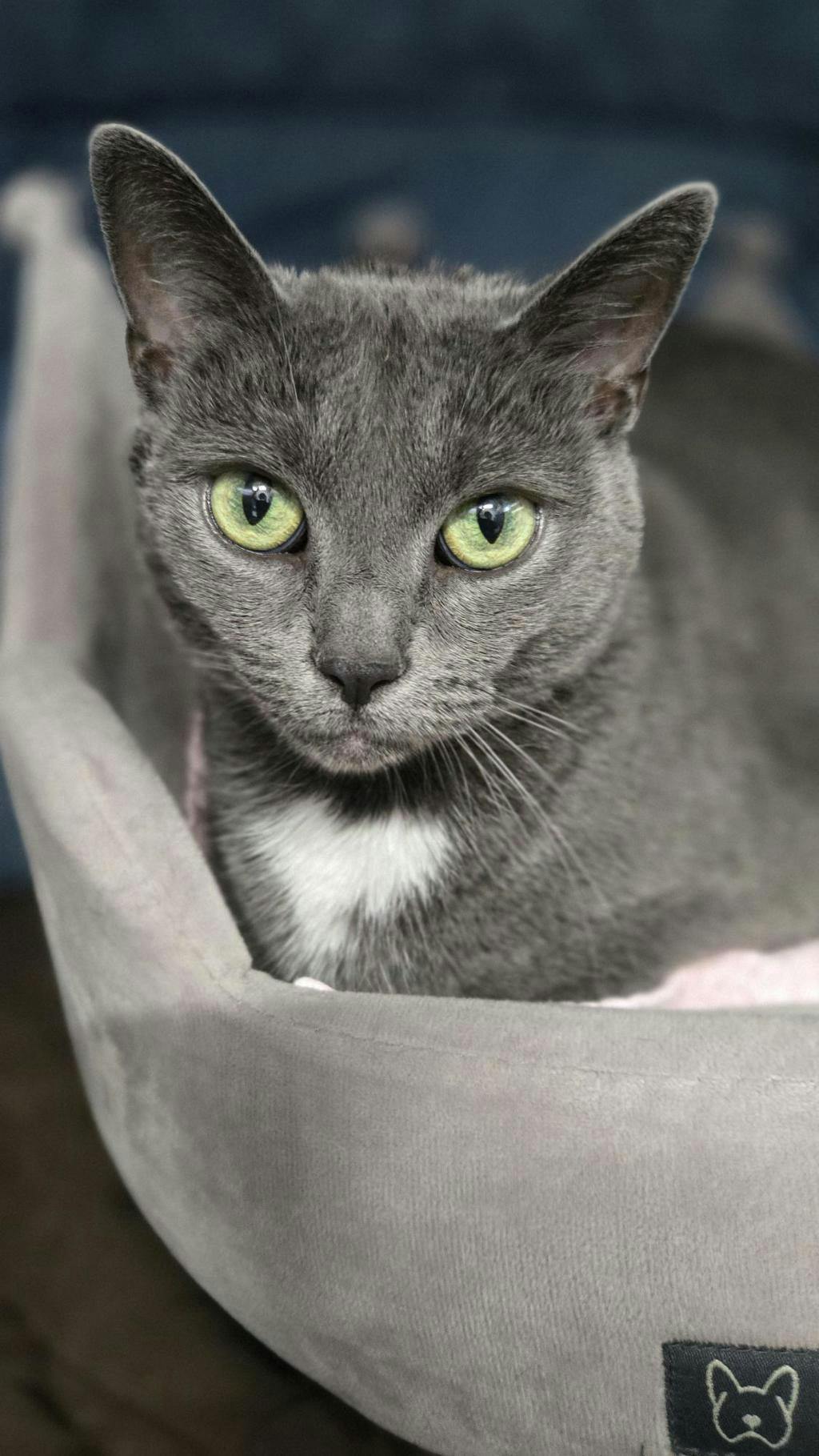 Allie Image