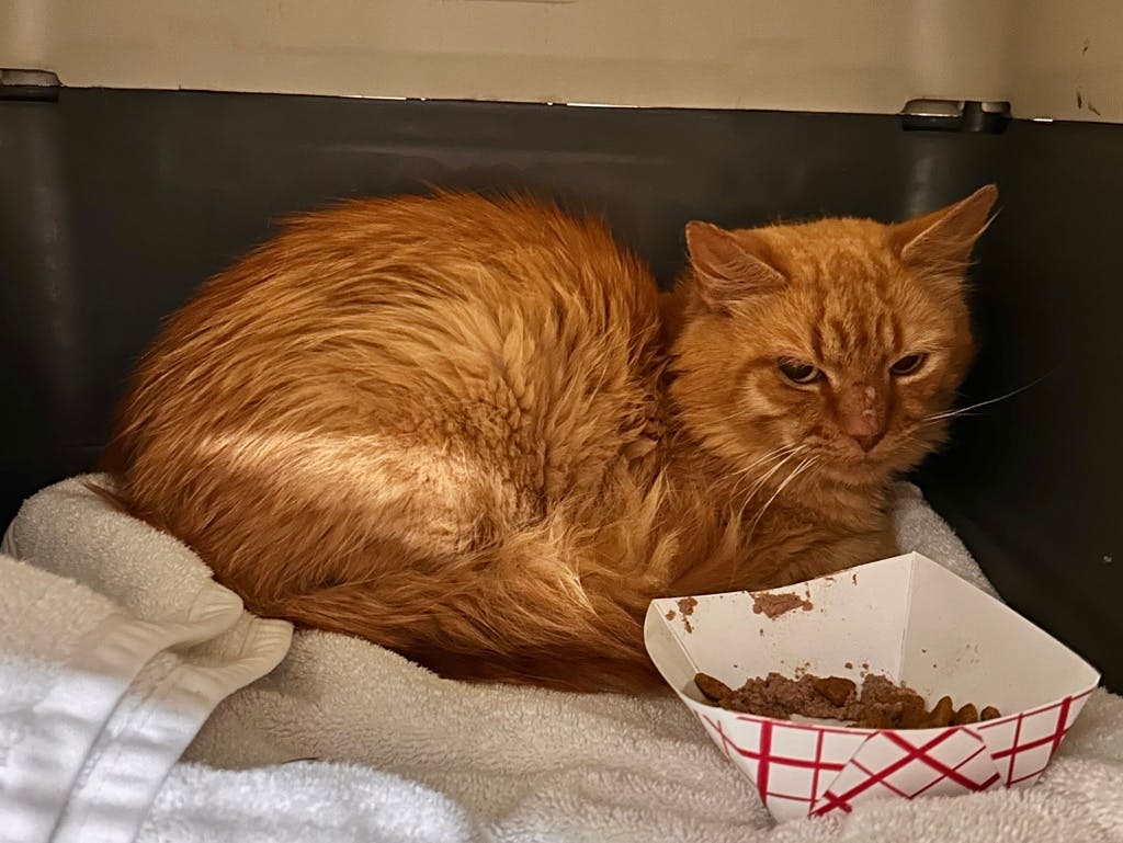 Munchkin, a 10 months old Orange Male Domestic Longhair Cat