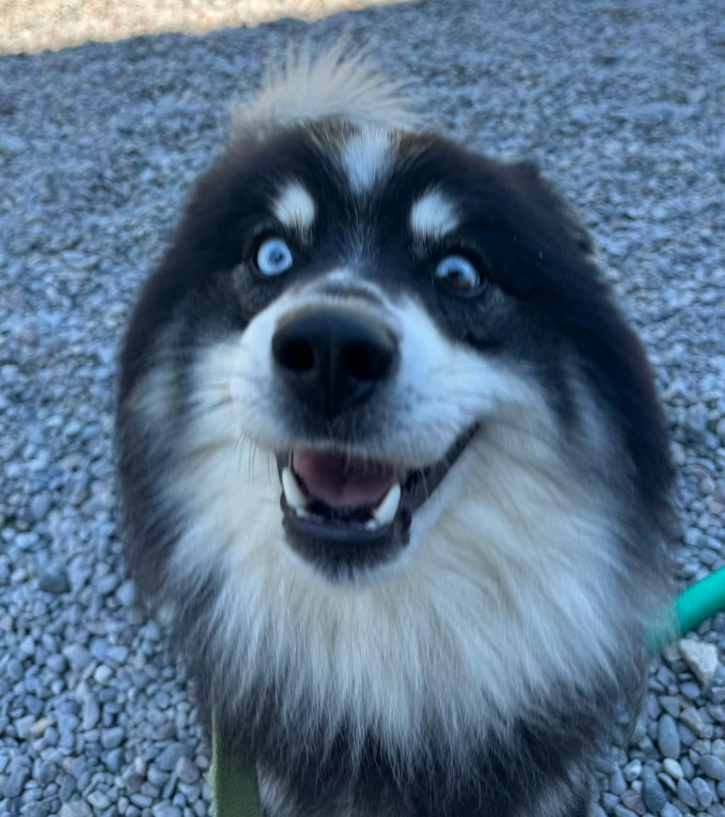 Nook, a 1 year and 6 months old Black Male Pomeranian Dog