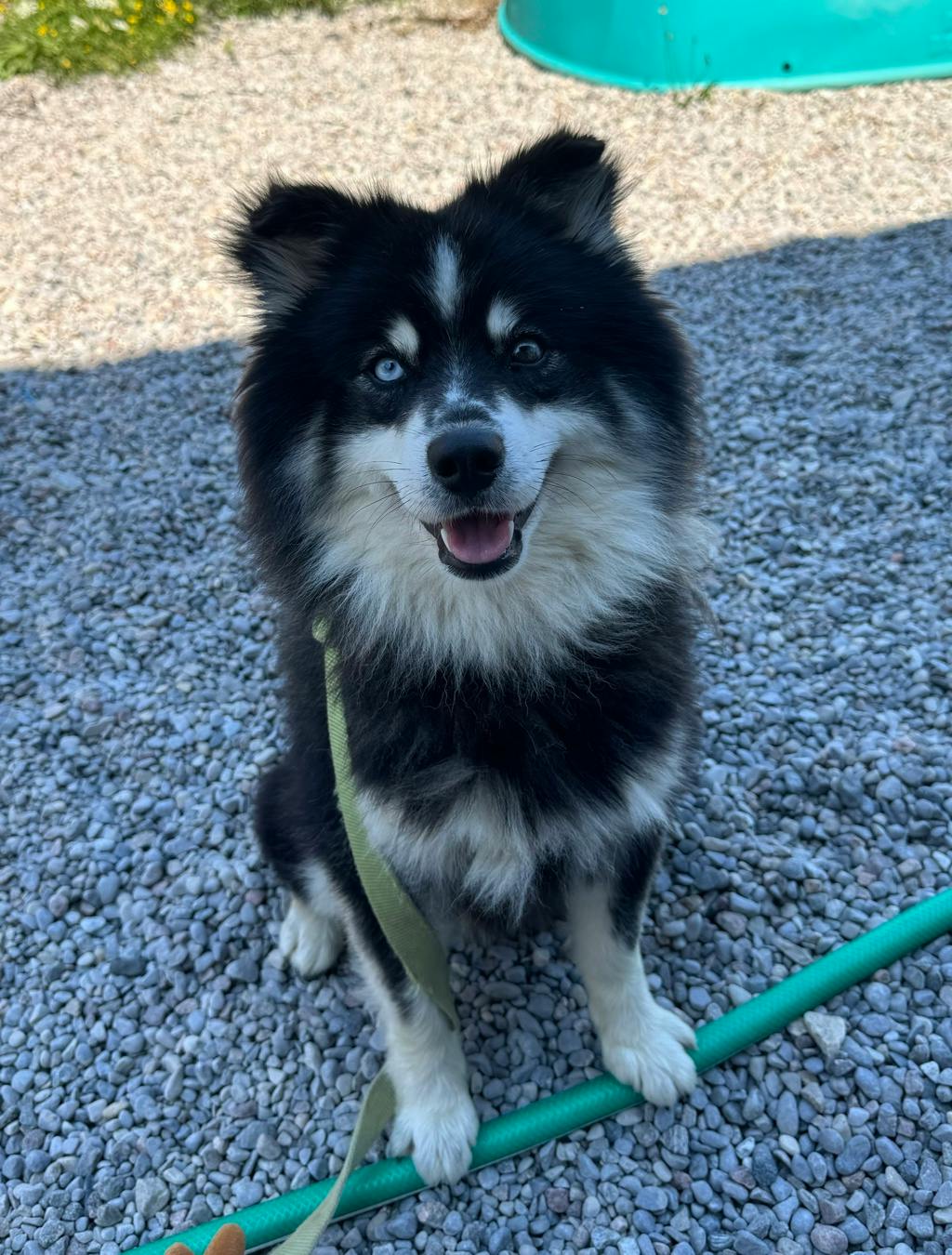 Nook, a 1 year and 6 months old Black Male Pomeranian Dog