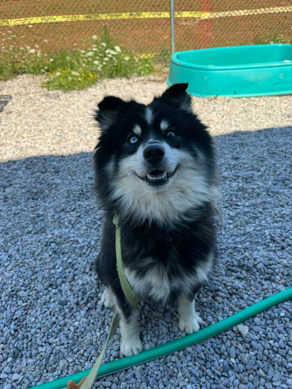 Nook, a 1 year and 6 months old Black Male Pomeranian Dog