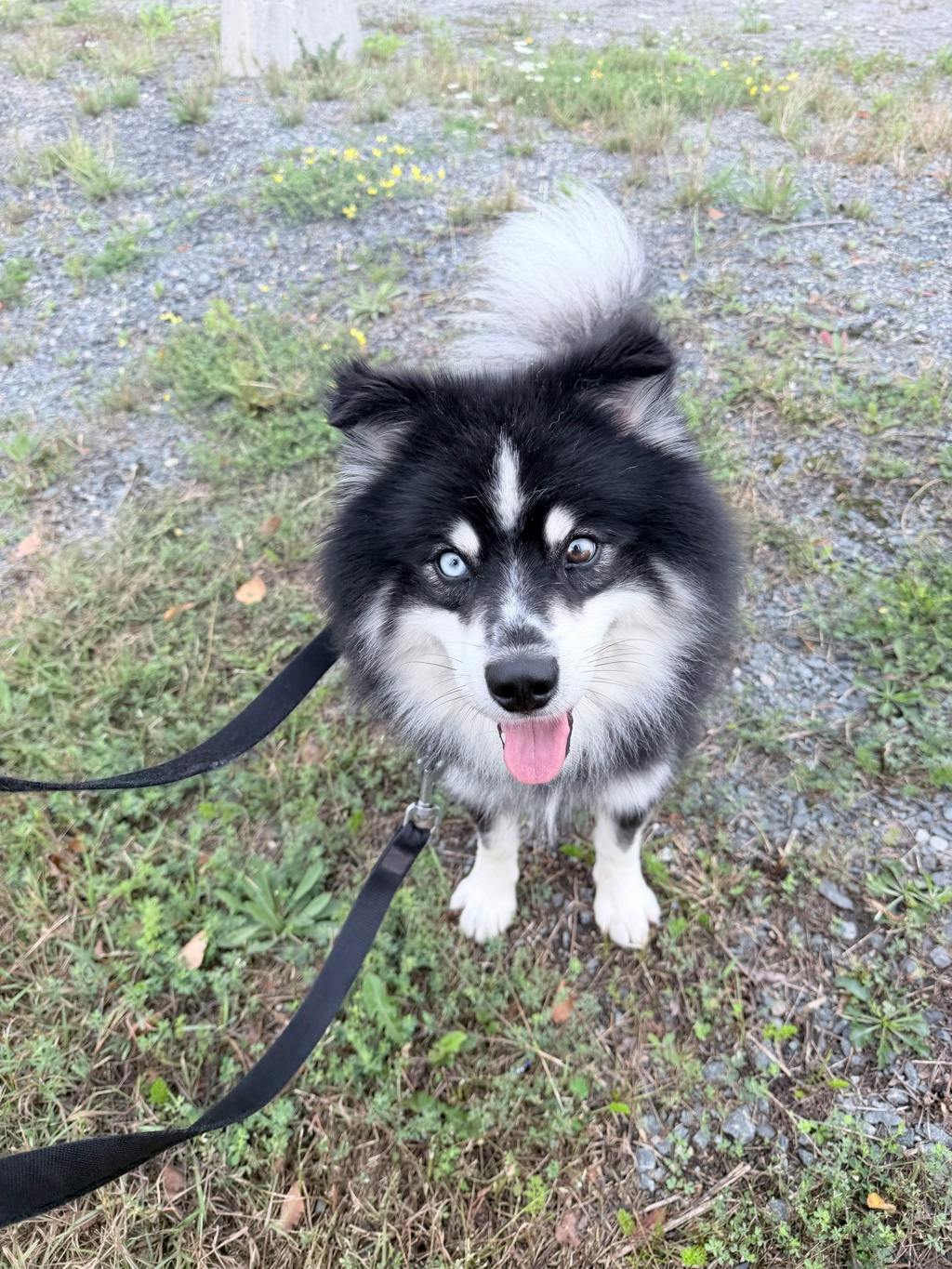 Nook, a 1 year and 6 months old Black Male Pomeranian Dog
