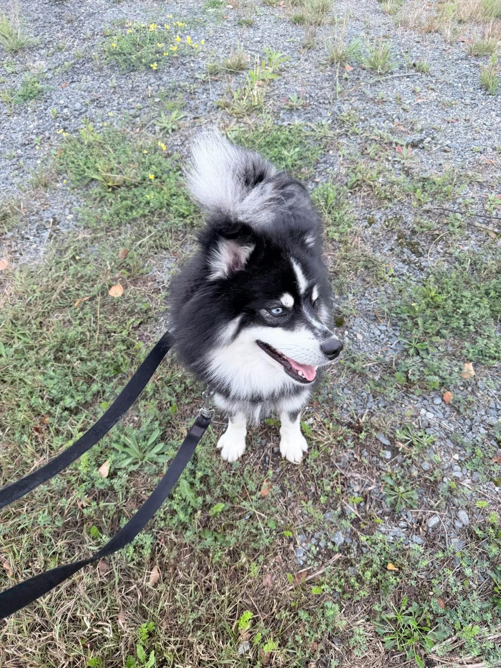Nook, a 1 year and 6 months old Black Male Pomeranian Dog