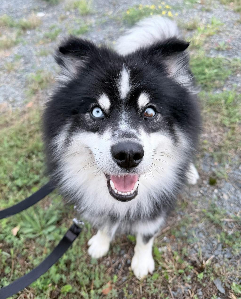Pomeranian