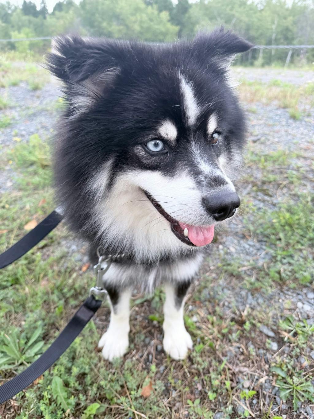 Nook, a 1 year and 6 months old Black Male Pomeranian Dog