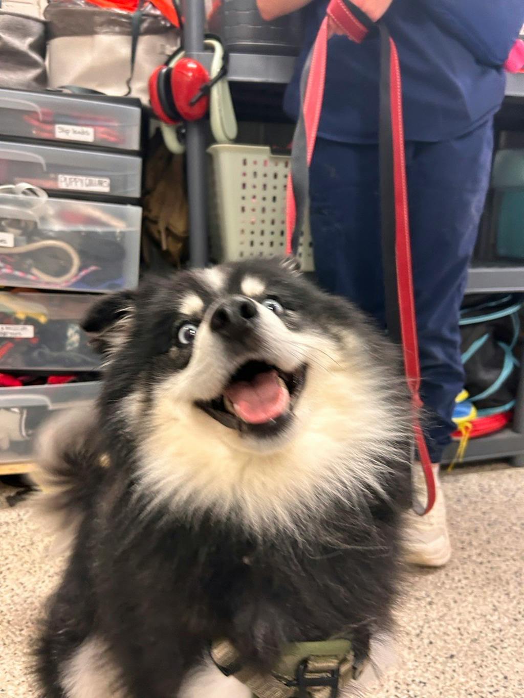 Nook, a 1 year and 6 months old Black Male Pomeranian Dog