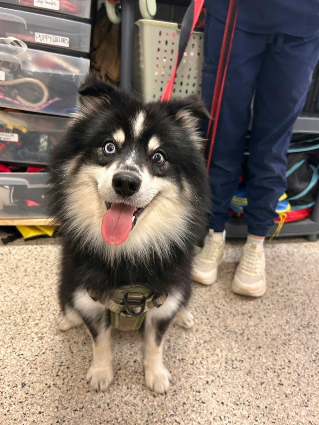 Nook, a 1 year and 6 months old Black Male Pomeranian Dog