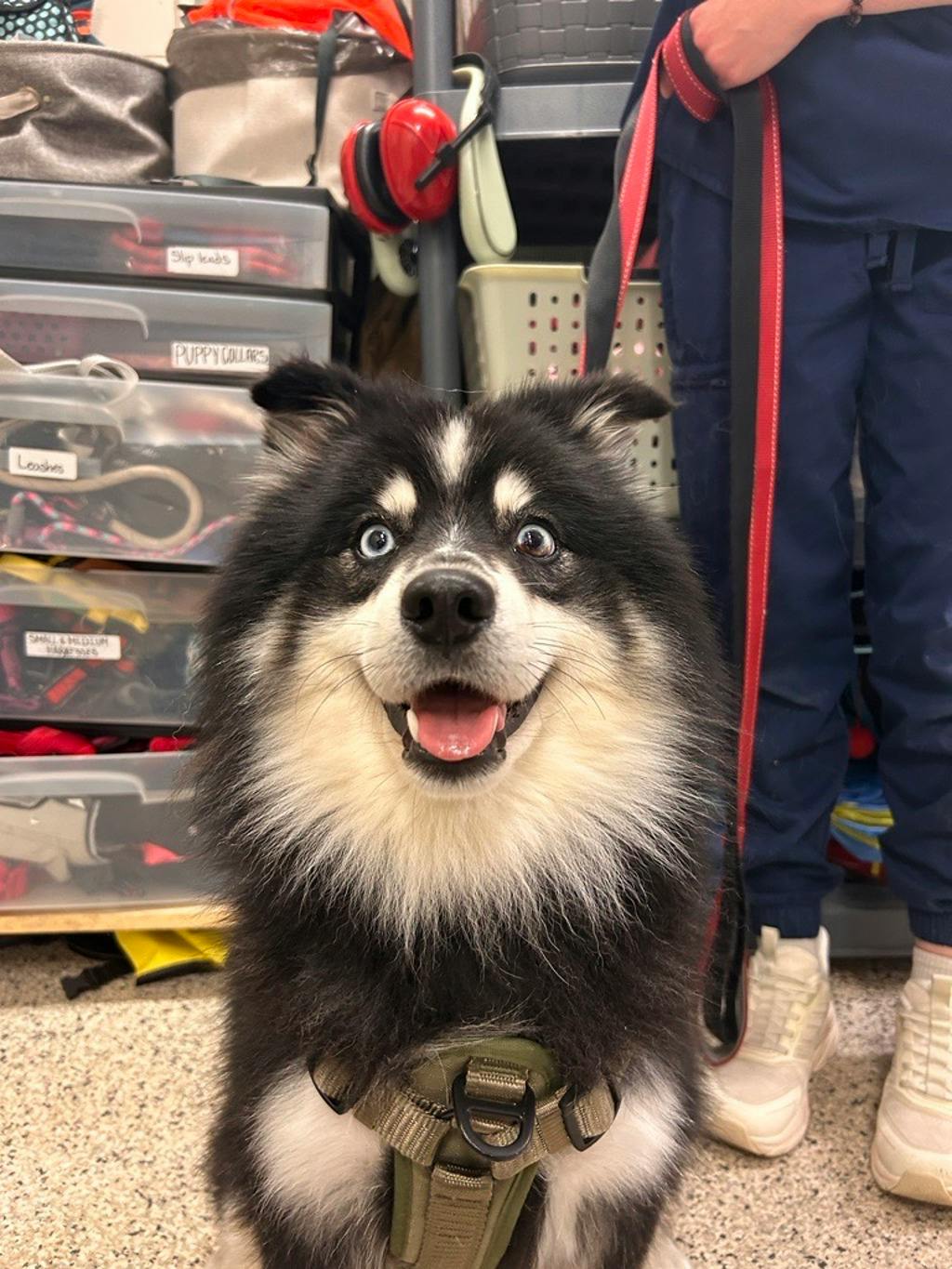 Nook, a 1 year and 6 months old Black Male Pomeranian Dog