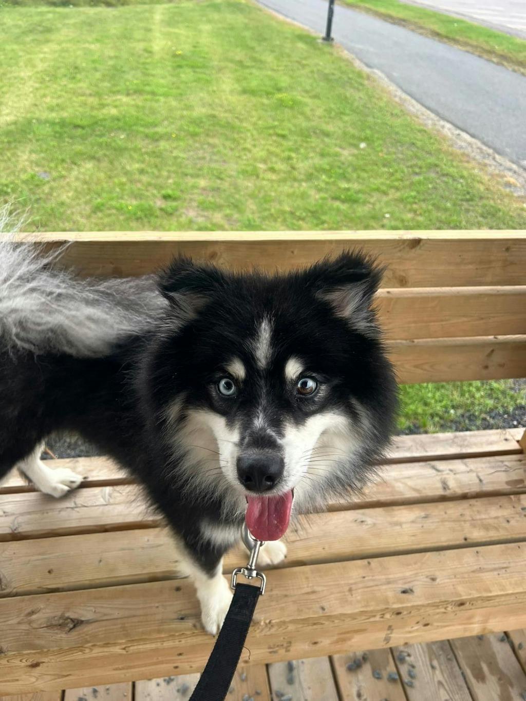 Nook, a 1 year and 6 months old Black Male Pomeranian Dog