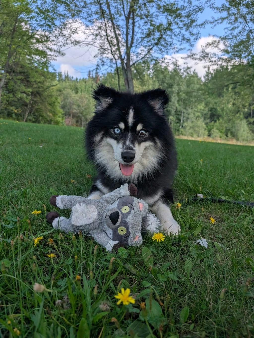 Nook, a 1 year and 6 months old Black Male Pomeranian Dog