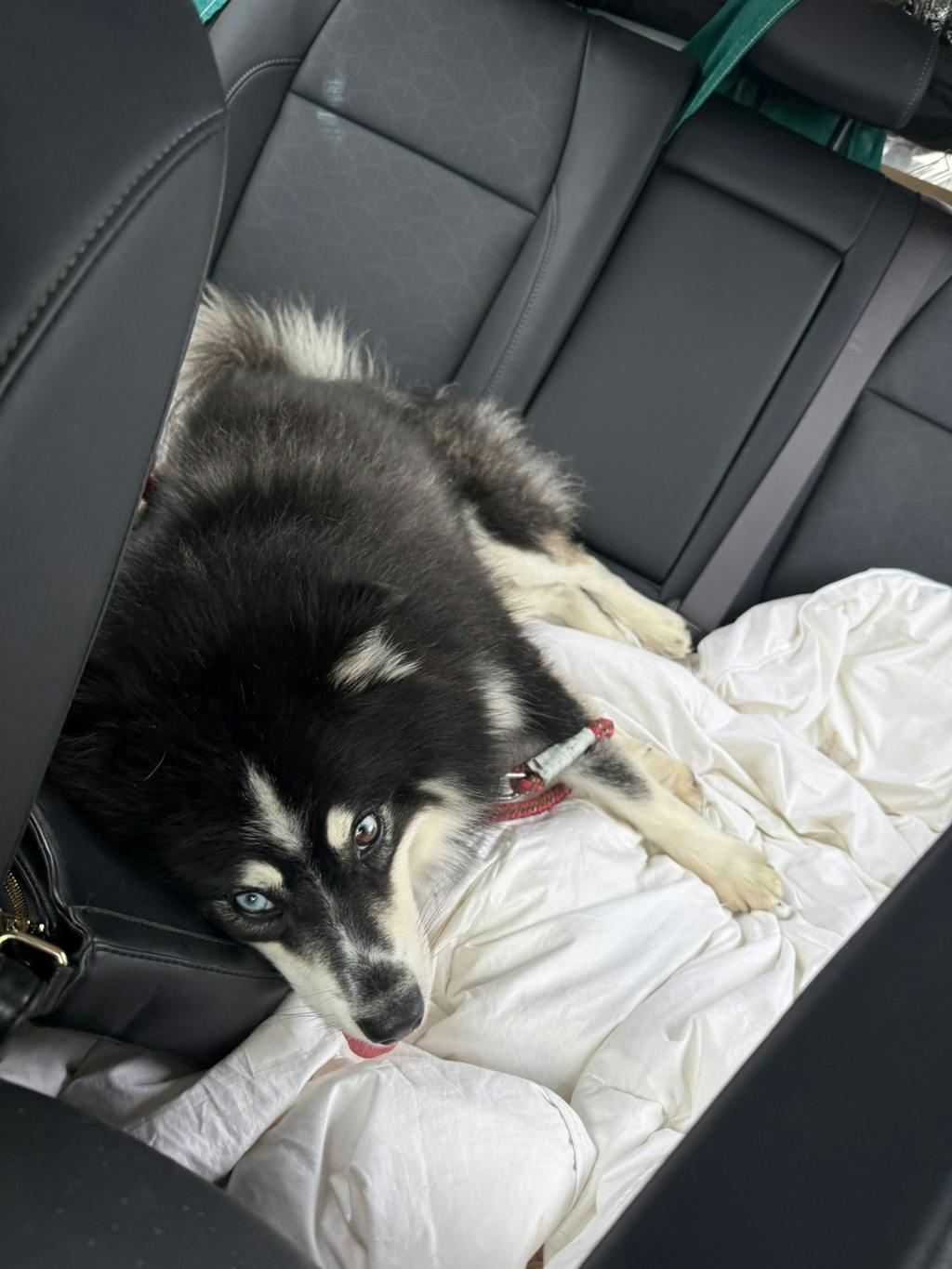 Nook, a 1 year and 6 months old Black Male Pomeranian Dog