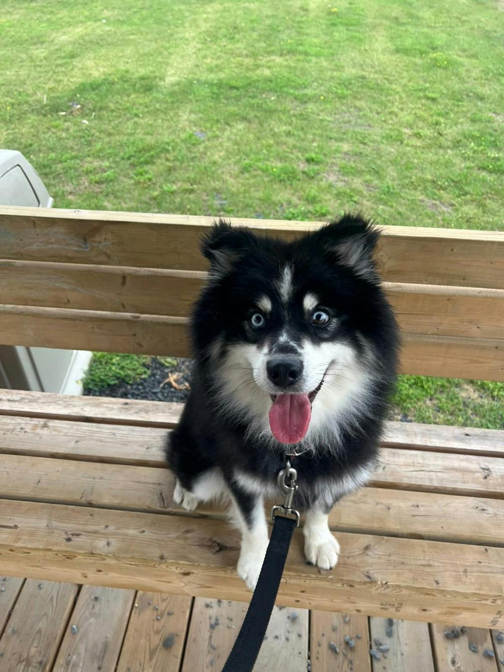 Nook, a 1 year and 6 months old Black Male Pomeranian Dog