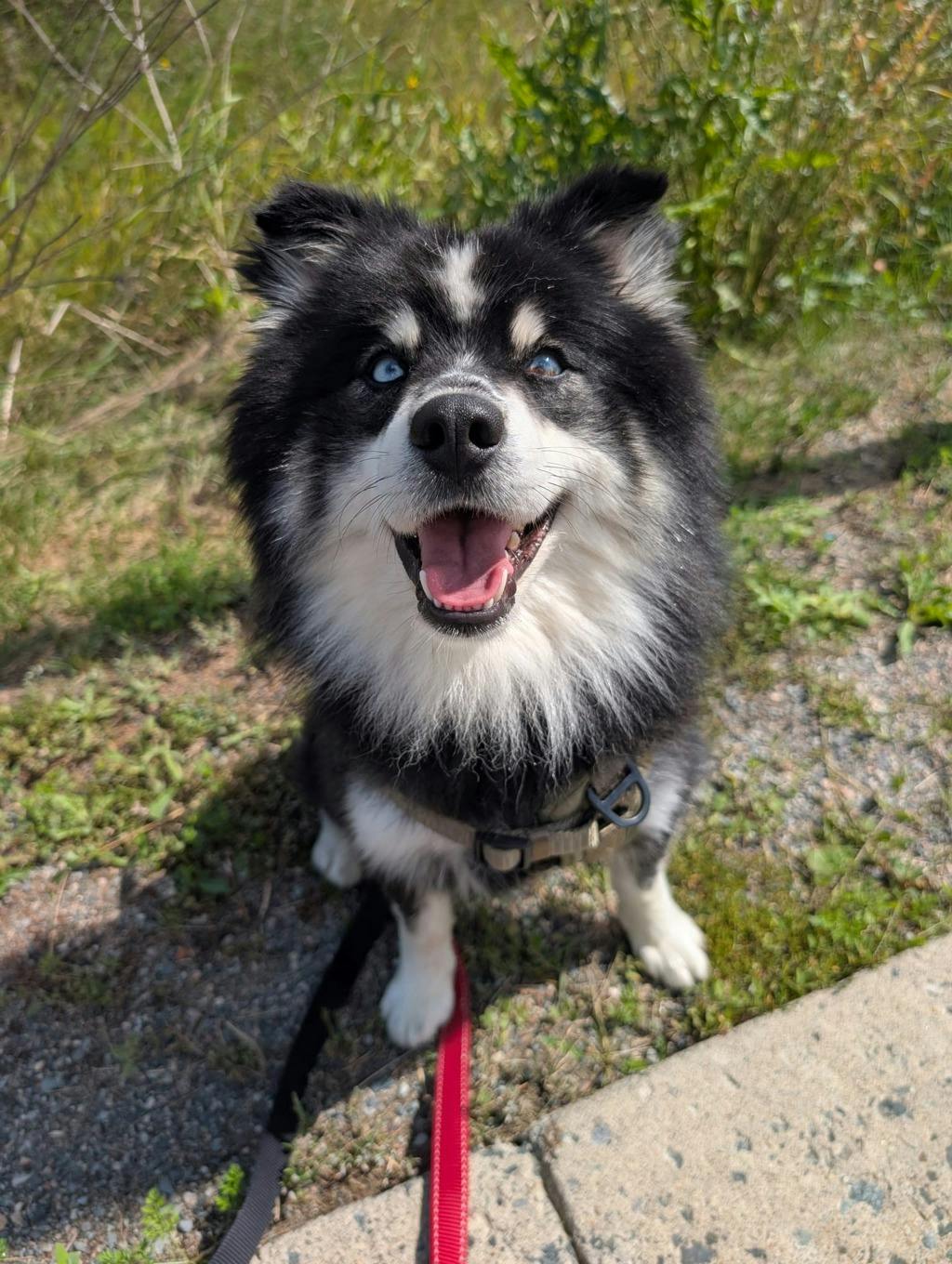 Nook, a 1 year and 6 months old Black Male Pomeranian Dog