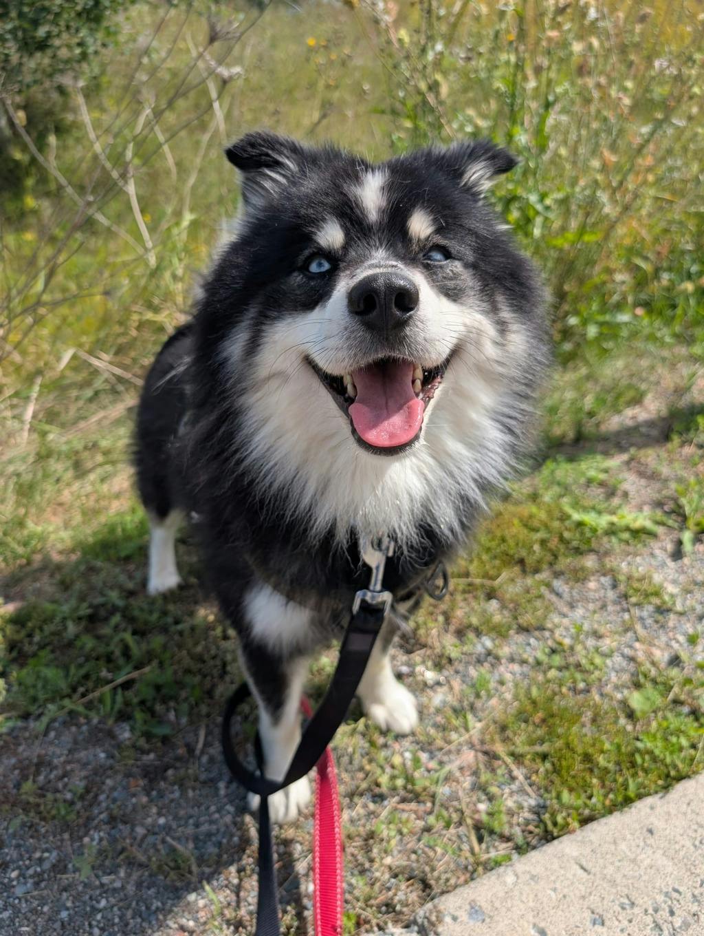 Nook, a 1 year and 6 months old Black Male Pomeranian Dog