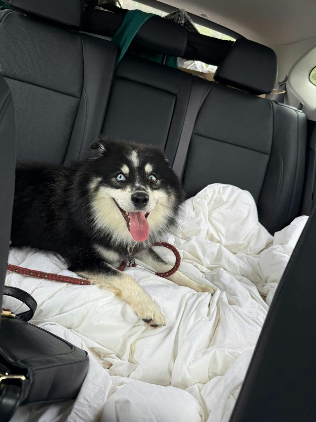 Nook, a 1 year and 6 months old Black Male Pomeranian Dog