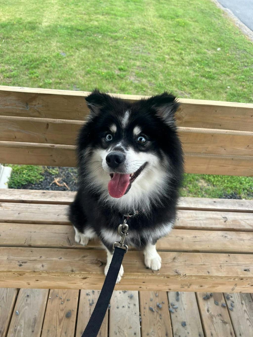 Nook, a 1 year and 6 months old Black Male Pomeranian Dog