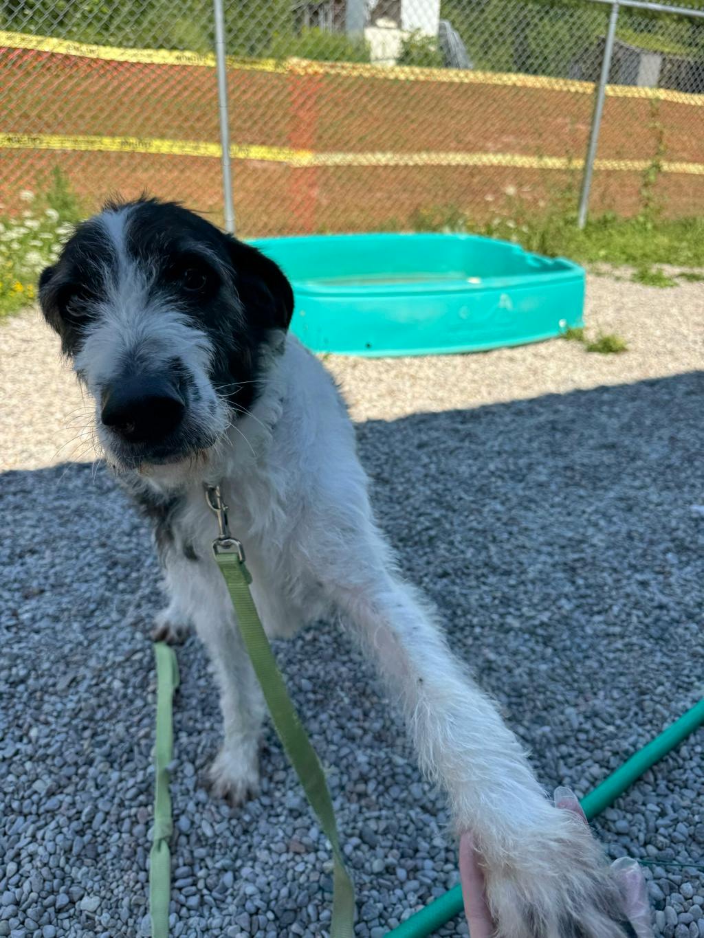 Royce, a 2 years old Black Male Terrier Dog