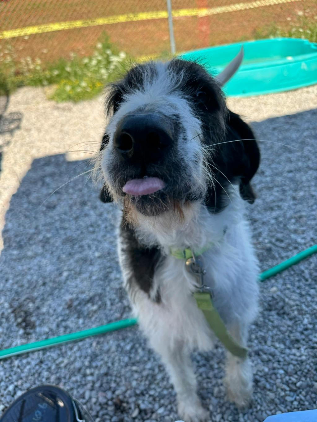 Royce, a 2 years old Black Male Terrier Dog