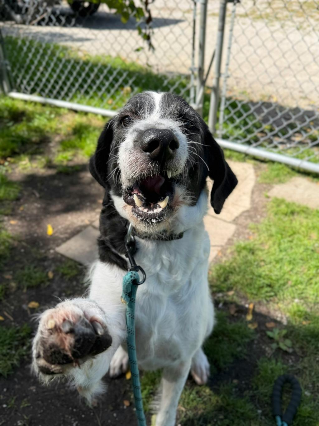 Royce, a 2 years old Black Male Terrier Dog