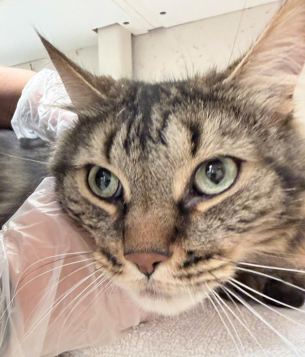 Buddy Image