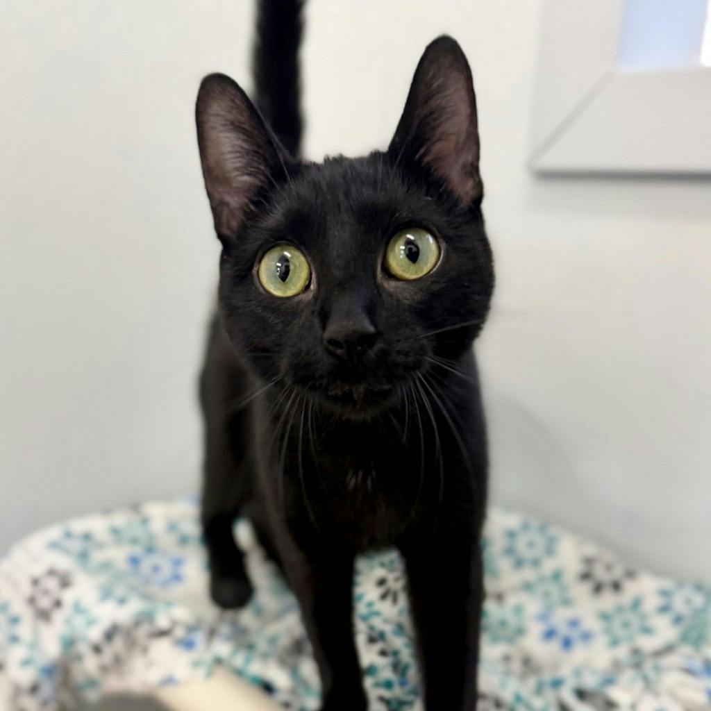 Lady Grey, a 1 year and 1 month old Black Female Domestic Short Hair Cat