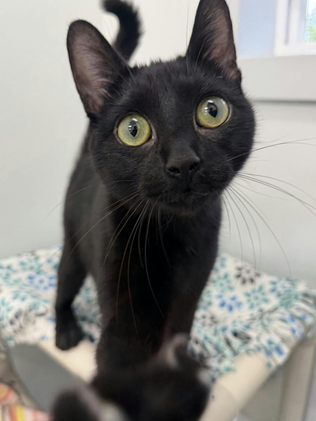 Lady Grey, a 1 year and 1 month old Black Female Domestic Short Hair Cat