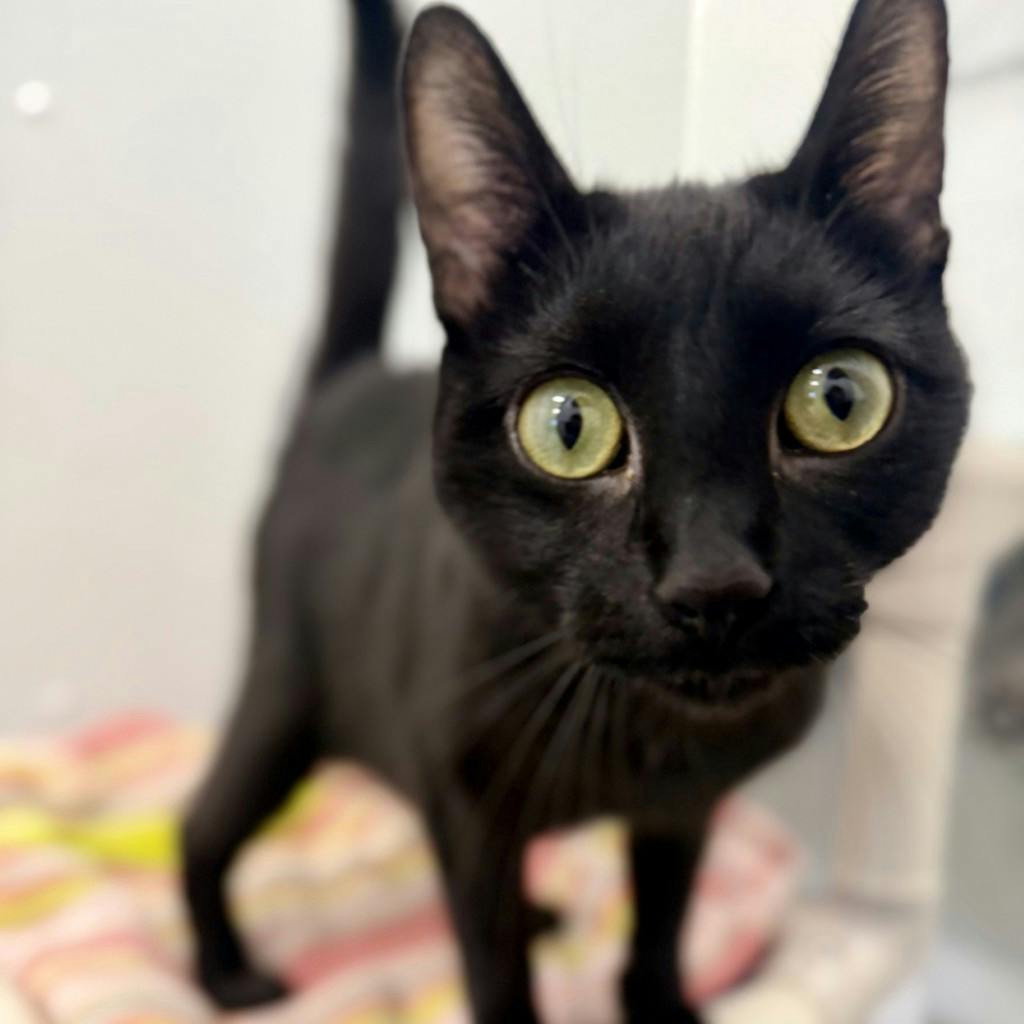 Lady Grey, a 1 year and 1 month old Black Female Domestic Short Hair Cat