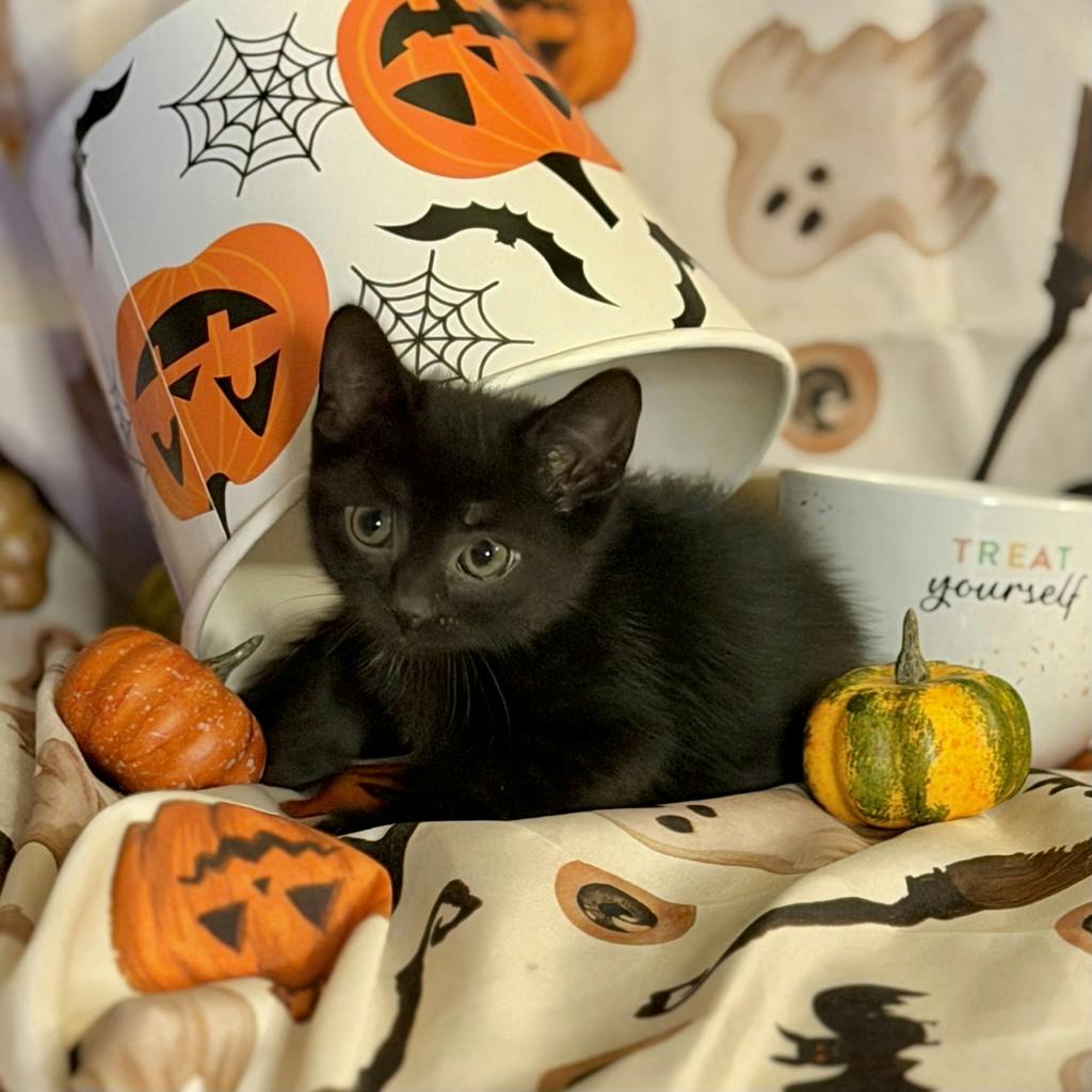 Cappuccino, a 9 weeks old Black Male Domestic Short Hair Kitten