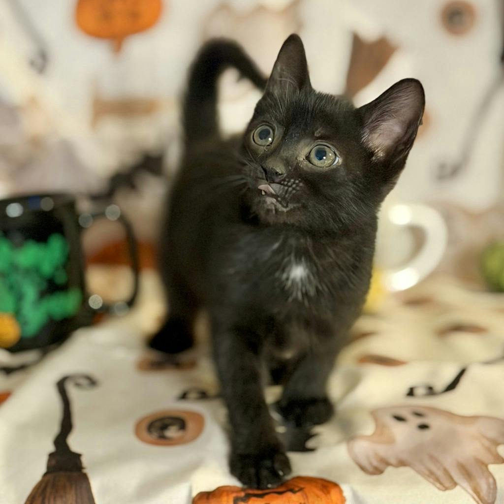Cappuccino, a 9 weeks old Black Male Domestic Short Hair Kitten