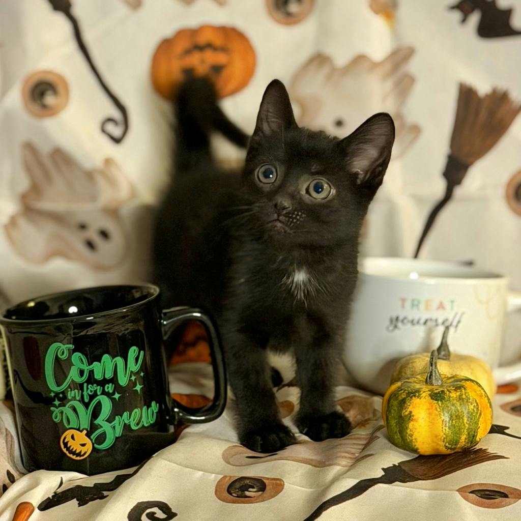 Cappuccino, a 9 weeks old Black Male Domestic Short Hair Kitten