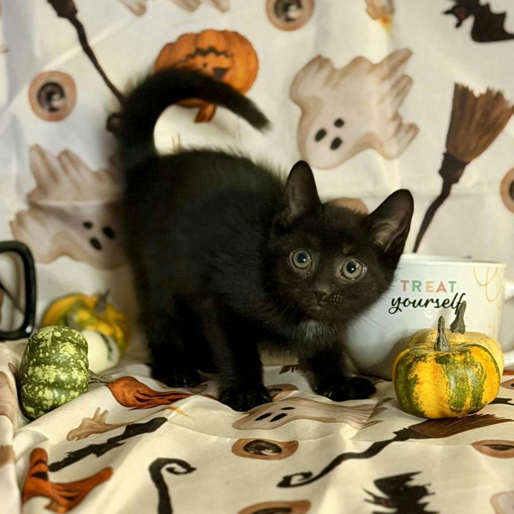 Cappuccino, a 9 weeks old Black Male Domestic Short Hair Kitten