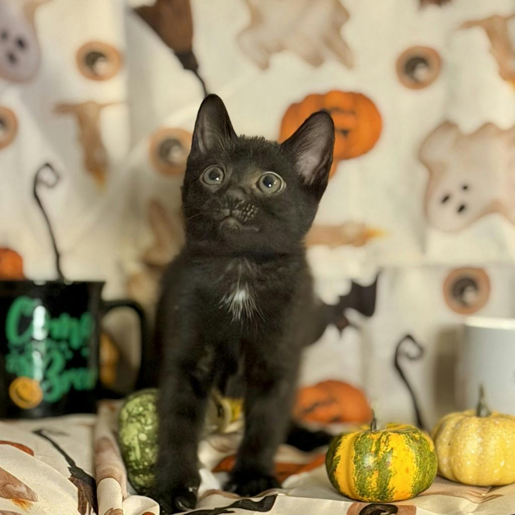 Cappuccino, a 9 weeks old Black Male Domestic Short Hair Kitten